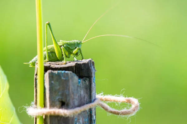 Grasshopper Fundo Verde Desfocado Tempo Ensolarado — Fotografia de Stock