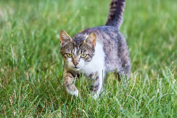 고양이는 사냥을 풀밭으로 — 스톡 사진