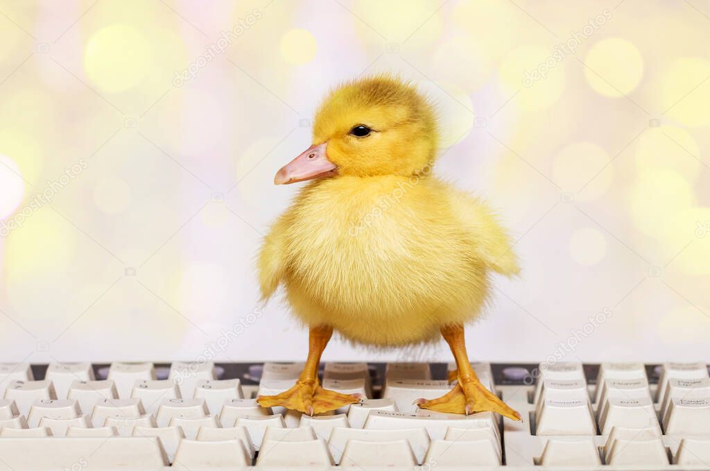 A small yellow duck on the computer keyboard. Work in the office at the computer