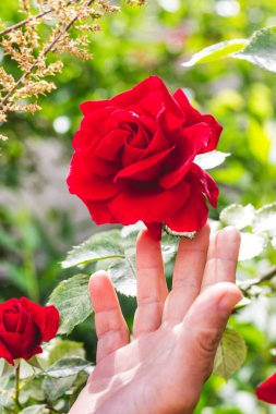 Kadının eli muhteşem kırmızı güle uzanıyor.