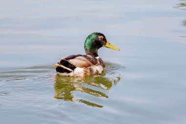 Ördek nehir boyunca yüzüyor ve suya yansıyor.