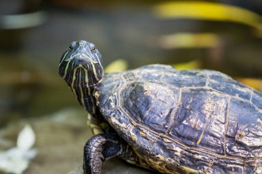 Siyah kaplumbağa nehrin arka planına bakar.