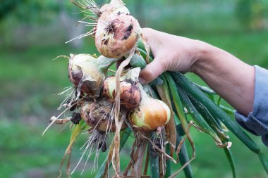 Bir kadın elinde bir soğan tutuyor.