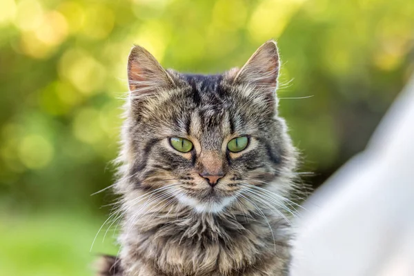 Portrét Mladé Nadýchané Kočky Rozmazaném Pozadí Bokeh — Stock fotografie