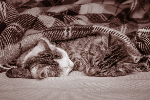 Two Cats Sleep Plaid Night — Stock Photo, Image