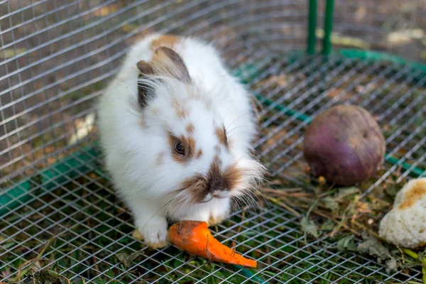 Hermoso Conejo Blanco Esponjoso Comiendo Una Zanahoria Una Jaula Una — Foto de Stock