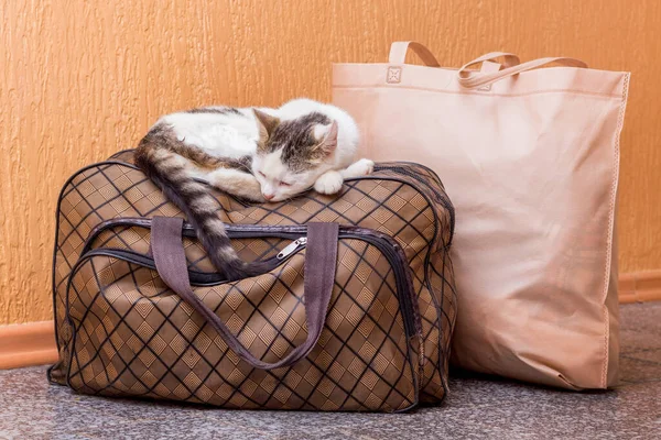 Fehér Macska Egy Bőröndön Van Várom Vonatot Vasútállomáson Utas Bőrönddel — Stock Fotó