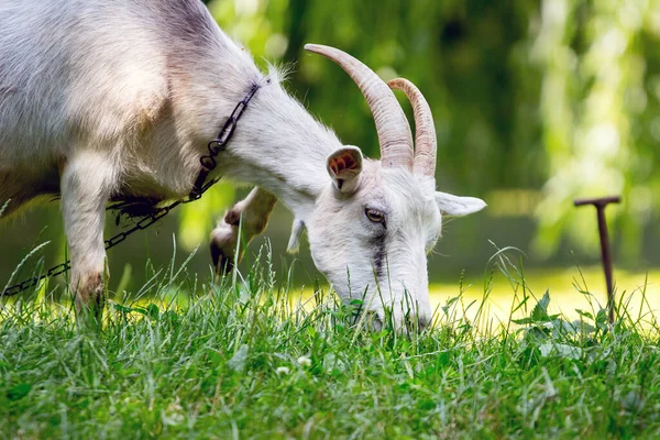 Vit Get Med Horn Betar Ängen Det Tjocka Gräset — Stockfoto