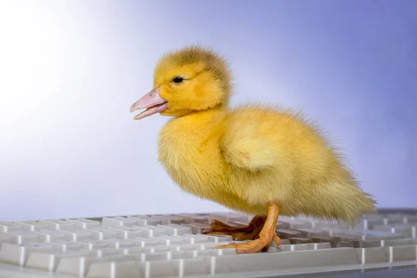 Petit Canard Jaune Sur Clavier Ordinateur Travailler Bureau Ordinateur — Photo