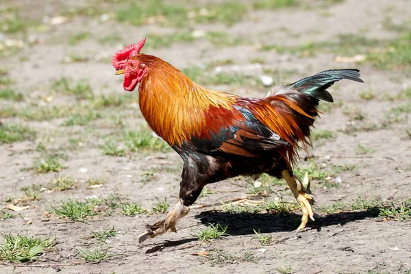 The dwarf cock runs fast. Hurry to work