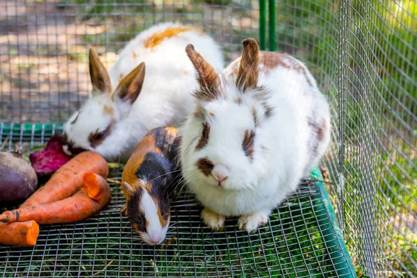 White fluffy rabbits and guinea pig eat carrots