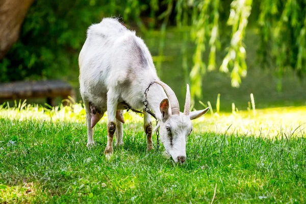 Biała Koza Rogami Wypasa Się Słoneczną Pogodę Łące — Zdjęcie stockowe