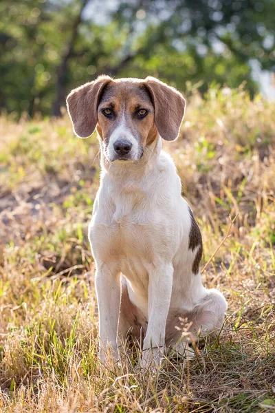 Perro Cría Sabueso Estonio Sentado Hierba Formato Vertical — Foto de Stock