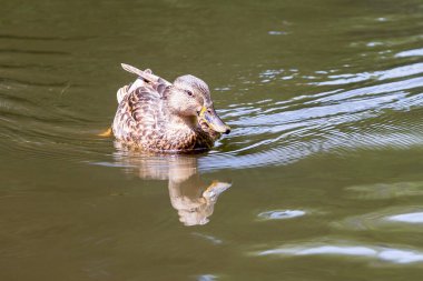 Ördek su boyunca yüzer, arkasında iz bırakır.