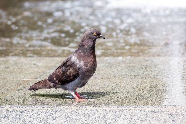 Güneşli havalarda çeşmenin yanında koyu gri güvercin