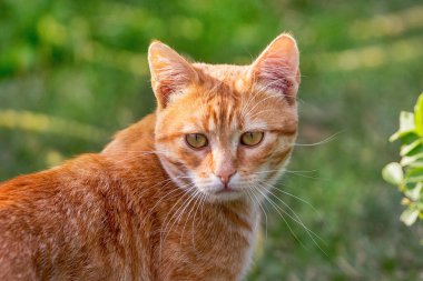 Güneşli havalarda yeşil çimlerin üzerinde kızıl saçlı kedi