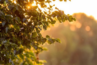 Güneş ışığı, gün batımında ıhlamur yapraklarının arasından geçer.
