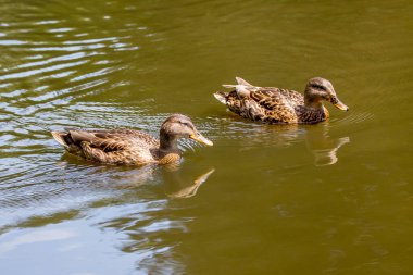İki ördek nehir boyunca yüzer ve arkalarında iz bırakır.