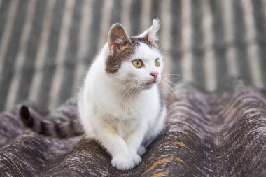 Beyaz benekli bir kedi evin çatısında oturur ve ganimetini izler.