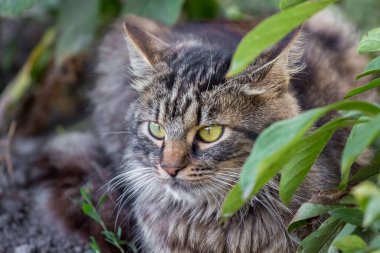 Bahçedeki çalıların arasında büyük anlamlı gözleri olan çizgili tüylü bir kedi.