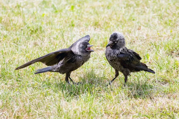 Due Giovani Corvi Parco Sull Erba Durante Una Lotta — Foto Stock