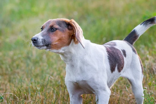 Portrait Chien Reproduit Chien Estonien Sur Fond Herbe — Photo