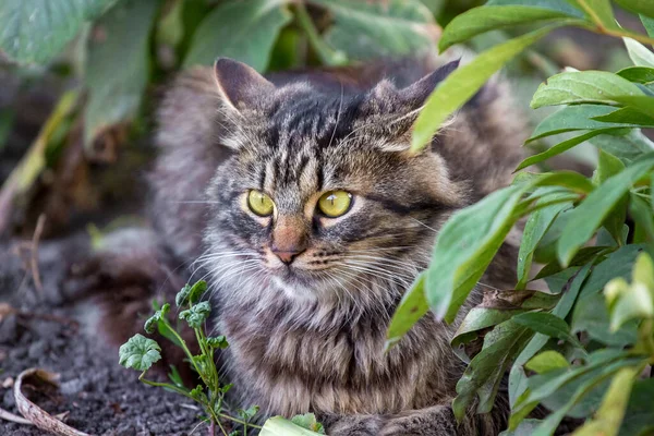 정원에 커다랗게 표현하는 고양이 — 스톡 사진