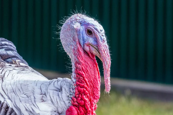 Turquía Gran Plan Cabeza Pavo Sobre Fondo Oscuro — Foto de Stock