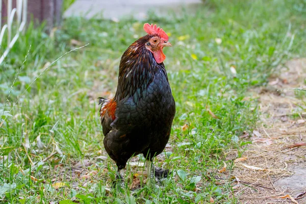 农场花园绿草上的黑公鸡 — 图库照片