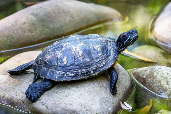 The turtle resting on the stones in the water. Turtle is a symbol of wisdom
