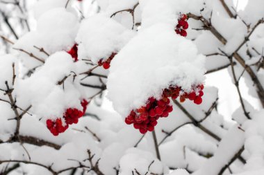 Kar şapkasıyla kaplı kırmızı viburnum kümeleri.