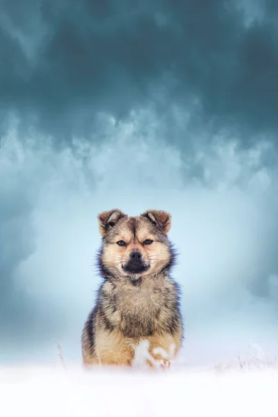Jovem Cachorro Fofo Inverno Contra Céu Escuro Com Nuvens Dramáticas — Fotografia de Stock
