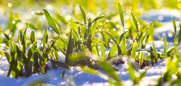 Groen Gras Achtergrond Van Witte Sneeuw Bij Zonnig Weer — Stockfoto