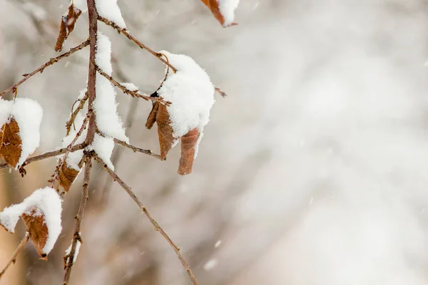 Gałąź Drewna Suchymi Liśćmi Pokryta Śniegiem Przestrzeń Kopiowania — Zdjęcie stockowe