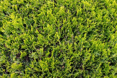Küçük yeşil dalların dokusu thuja, tasarım için arka plan