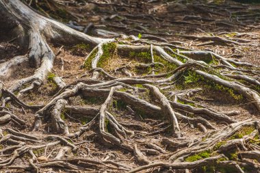 Toprak yüzeyindeki ağaçların kökleri inanılmaz bir örüntü oluşturuyor.