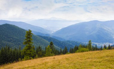 Güneşli bir havada mavi dağların arka planında köknar sıraları.