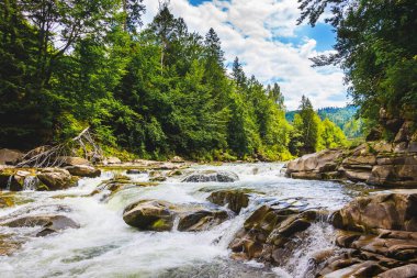 Suyun hızlı aktığı dağ nehri, bir dağ nehrinin kıyısındaki ağaçlar..