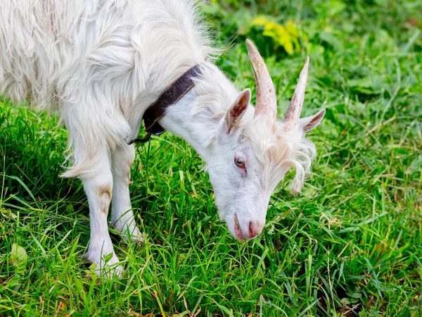 Une Jeune Chèvre Blanche Broute Sur Herbe — Photo