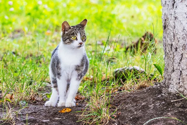 공원의 점박이 고양이 — 스톡 사진
