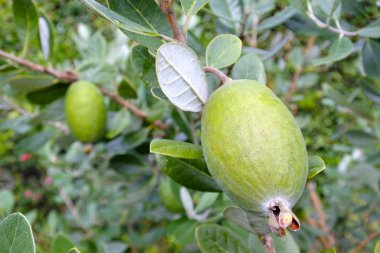 Feijoa meyve bitki. Gıda arka planlar ve dokular. Kopya alanı
