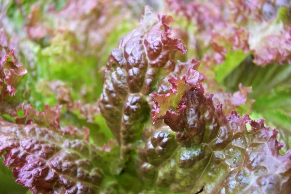 Purple lettuce vegetable background close up details. food backgrounds and textures. Copy space