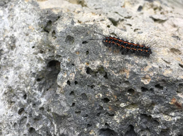 Oruga Peluda Roja Negra Polilla Antélida Común Arrastrándose Sobre Una — Foto de Stock