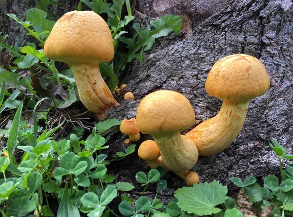 Cogumelos Toadstool Amarelos Mostarda Crescem Log Árvore Nas Florestas Ilha — Fotografia de Stock