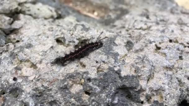 Röd Och Svart Hårig Larv Gemensamma Anthelid Moth Kryper Sten — Stockvideo