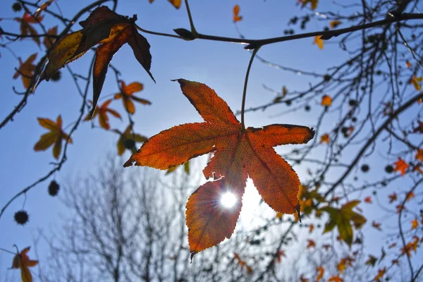 Sunshine Ljus Genom Höst Lönnlöv För Träd Hösten Säsongen Bakgrund — Stockfoto