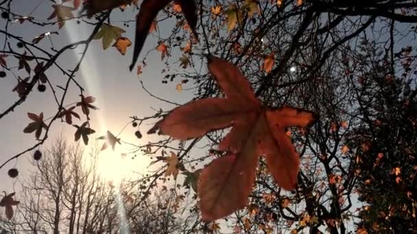 Luz Del Sol Través Una Hoja Arce Otoño Otoño Temporada — Vídeos de Stock