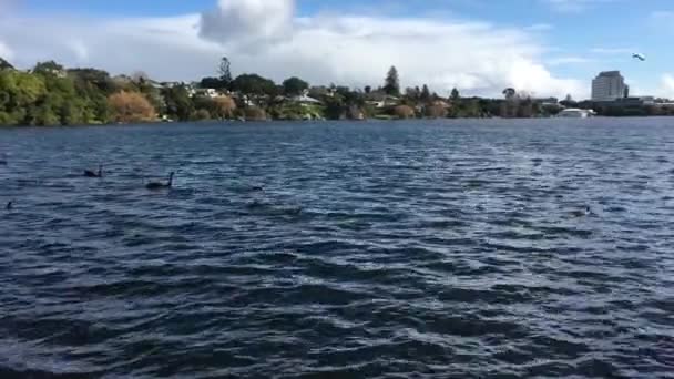 Vilda Vatten Fåglar Sjön Pupuke Takpuna Auckland Nya Zeeland — Stockvideo