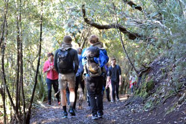 Rangitoto volkanik trekking turist ada bir ikonik simgesel yapı Auckland, Yeni Zelanda.