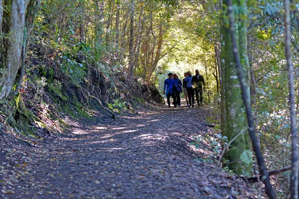Rangitoto volkanik trekking turist ada bir ikonik simgesel yapı Auckland, Yeni Zelanda.